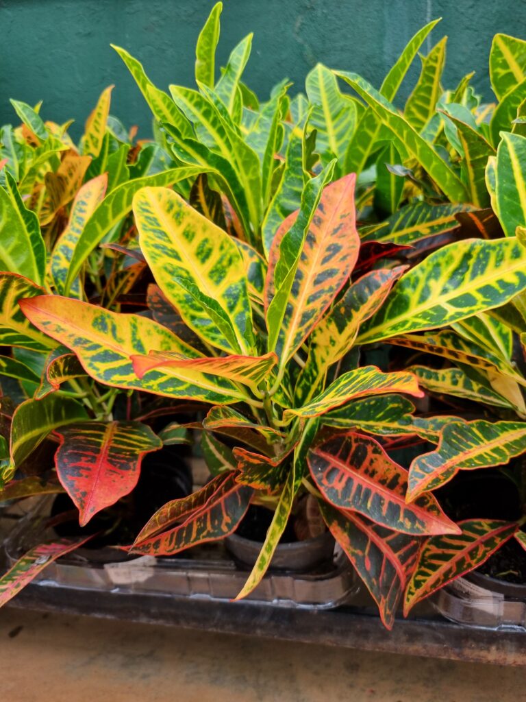VASO CROTON P15 VARIADO