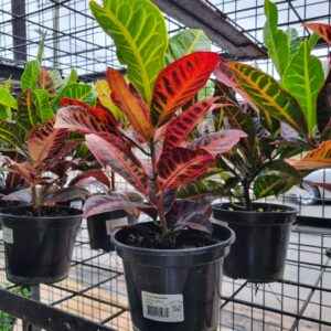 VASO CROTON P15 HIBRIDO PETRA