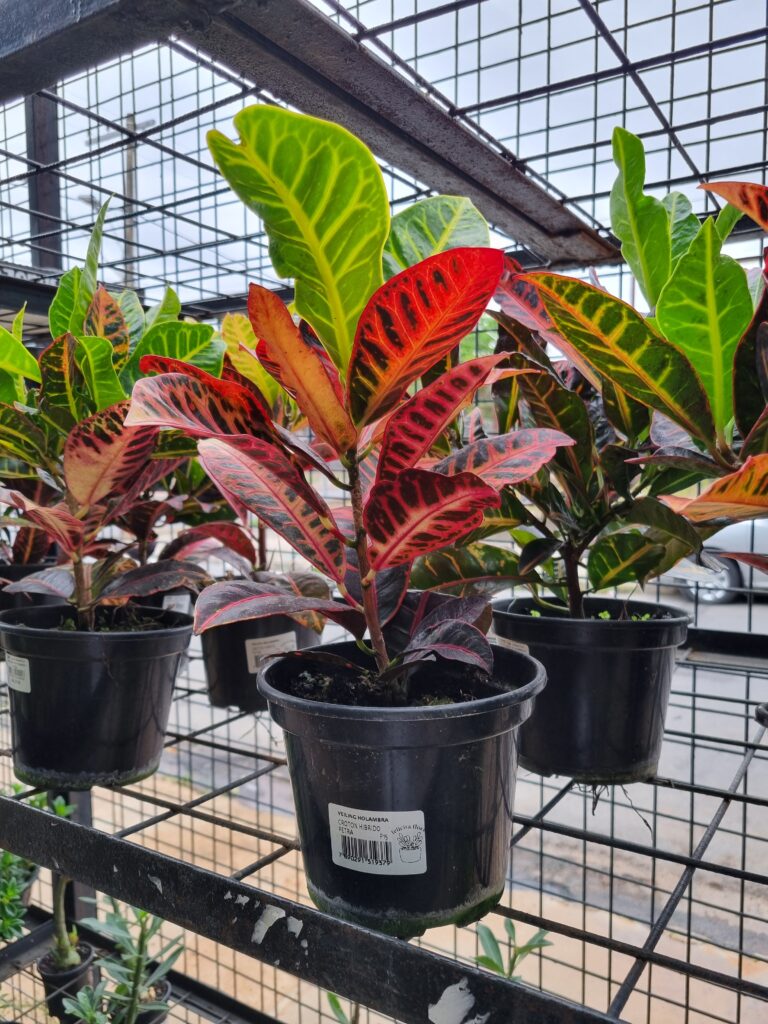 VASO CROTON P15 HIBRIDO PETRA