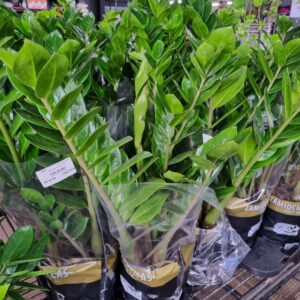 VASO ZAMIOCULCAS P18