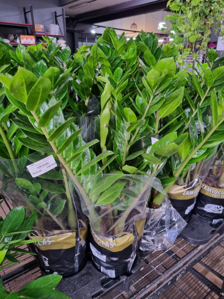 VASO ZAMIOCULCAS P18
