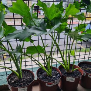 VASO PHILODENDRON BIPINNATIFIDUM P17