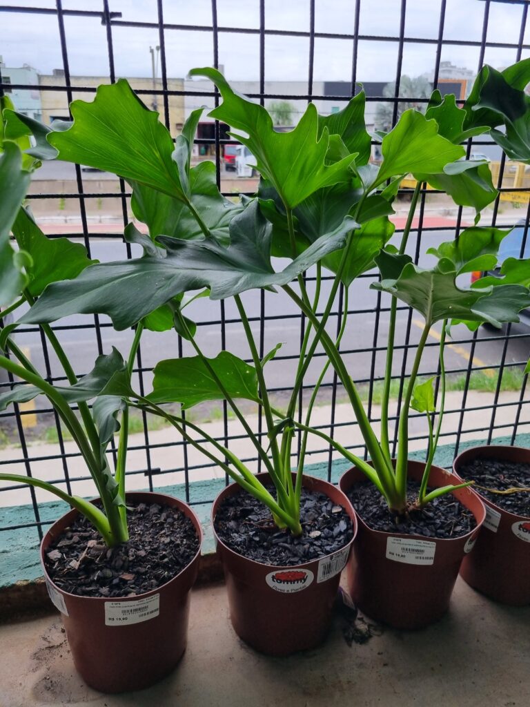 VASO PHILODENDRON BIPINNATIFIDUM P17