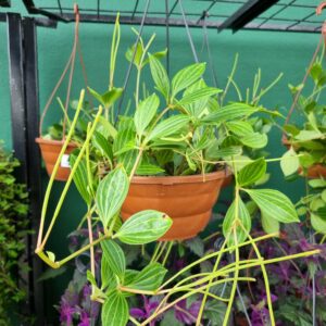 VASO PEPEROMIA PUTEOLATA C21