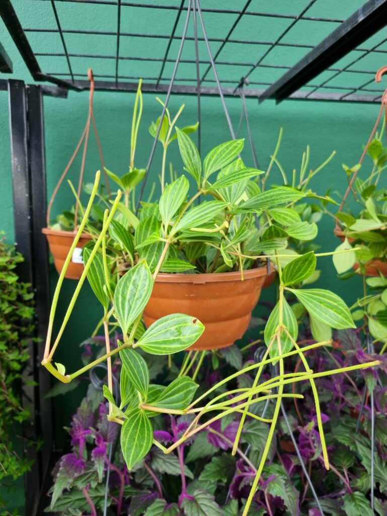 VASO PEPEROMIA PUTEOLATA C21