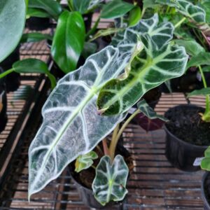 VASO ALOCASIA P12 POLLY