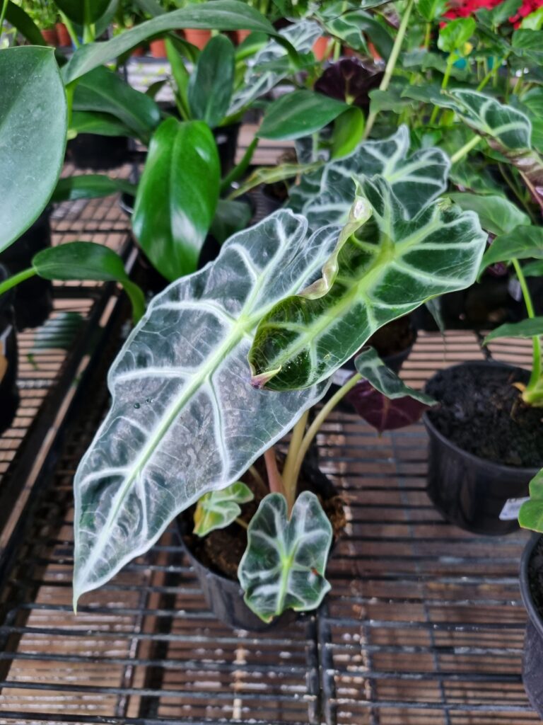 VASO ALOCASIA P12 POLLY