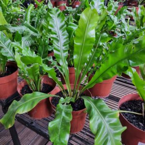 VASO ASPLENIUM P14 VARIADO