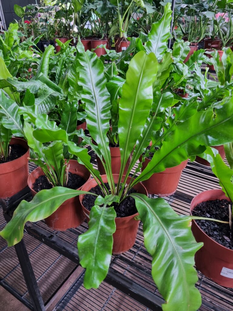 VASO ASPLENIUM P14 VARIADO