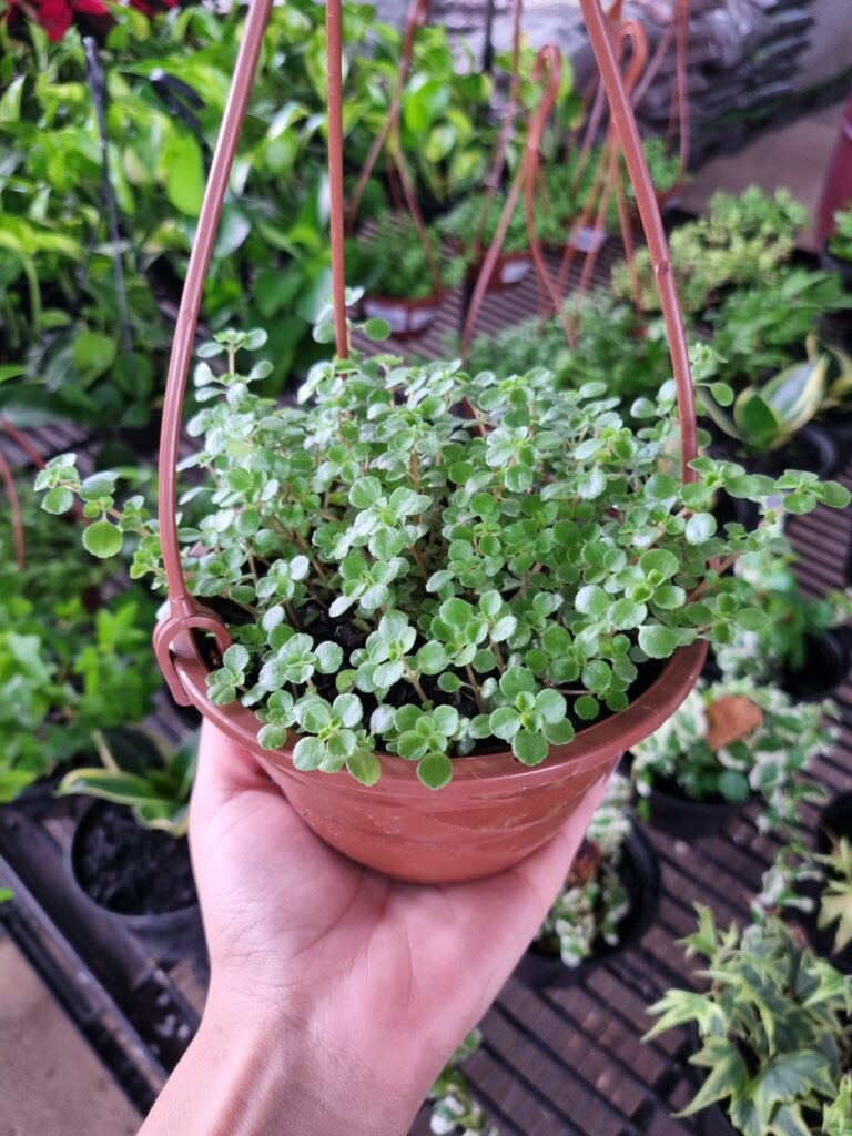VASO BARBA DE MOISES C13