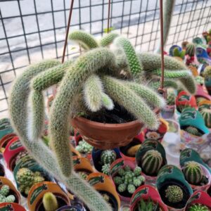 VASO CACTUS C18 RABO DE MACACO