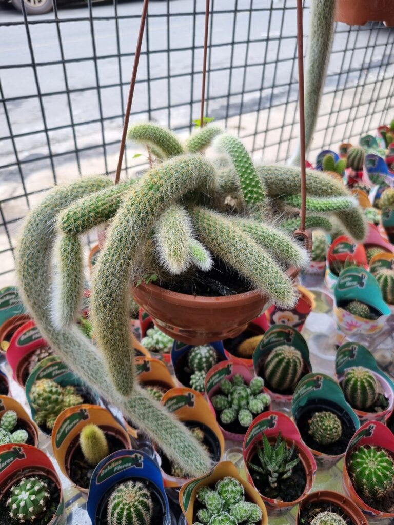 VASO CACTUS C18 RABO DE MACACO