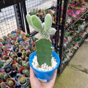 VASO CACTUS P10 ENXERTADO