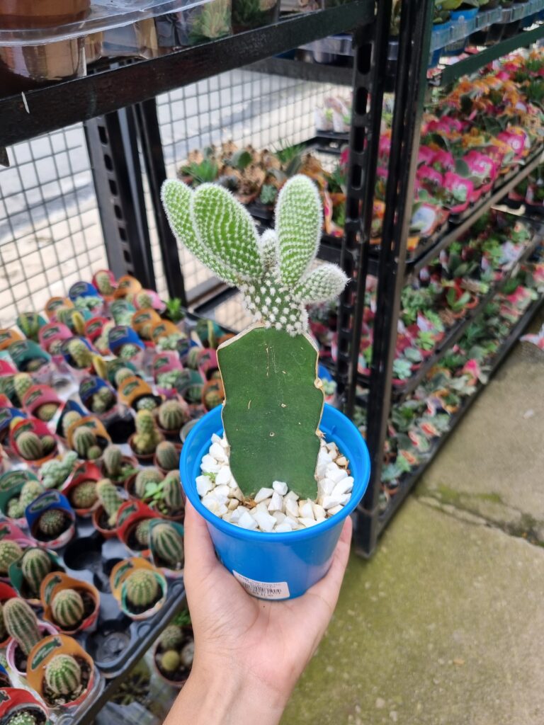 VASO CACTUS P10 ENXERTADO