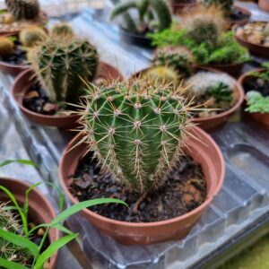 VASO CACTUS P11 RAIZ PROPRIA