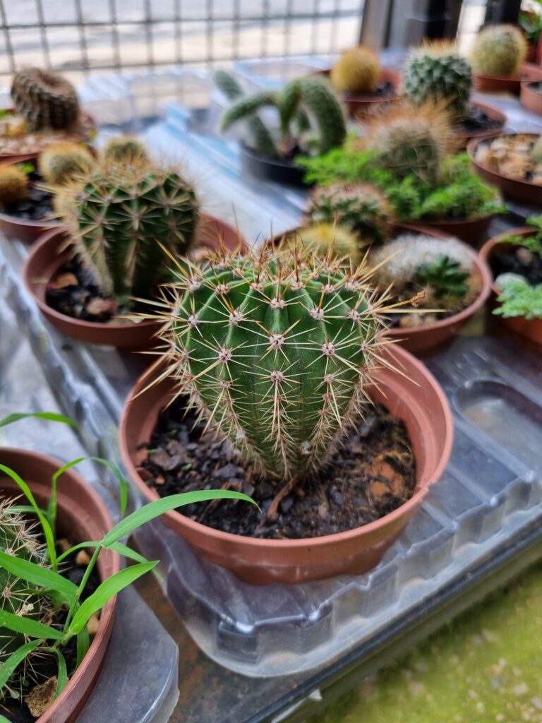 VASO CACTUS P11 RAIZ PROPRIA