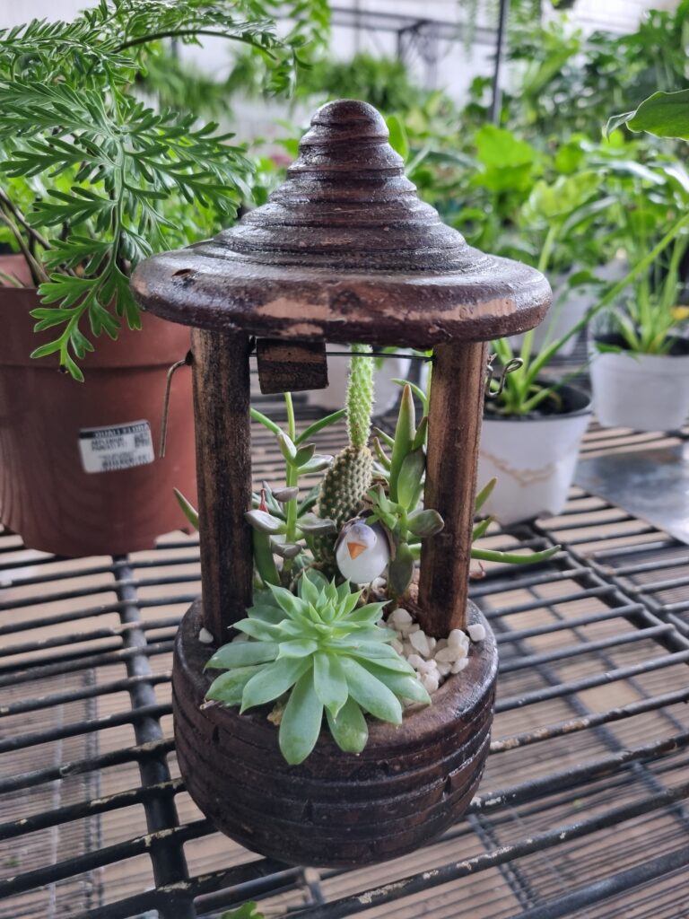 VASO COQUETEL SUCULENTA POÇO P