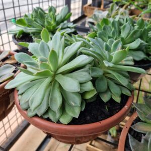 VASO ECHEVERIA C21