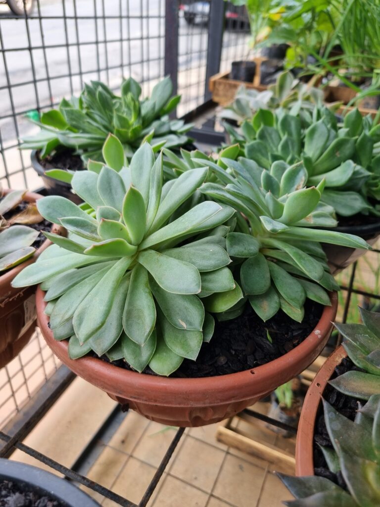 VASO ECHEVERIA C21