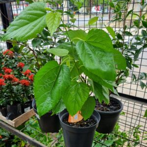 VASO FRUTIFERAS VARIADO P19