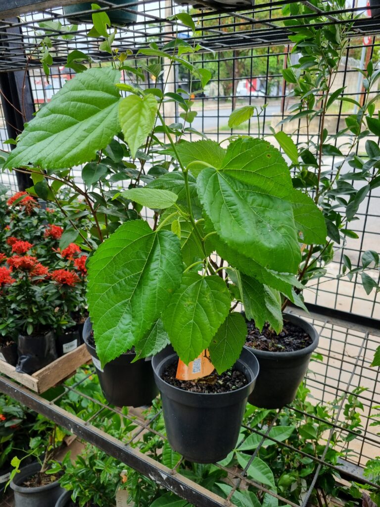 VASO FRUTIFERAS VARIADO P19