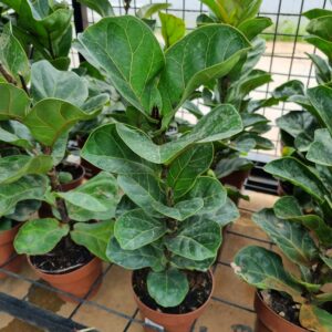 VASO FICUS P15 LYRATA BAMBINO COMPACTO