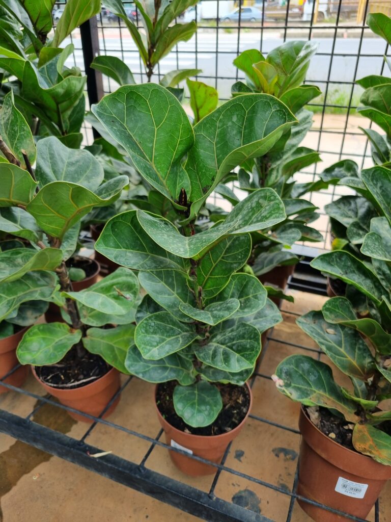 VASO FICUS P15 LYRATA BAMBINO COMPACTO
