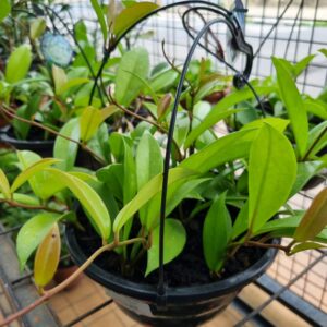 VASO HOYA C21 VARIADA
