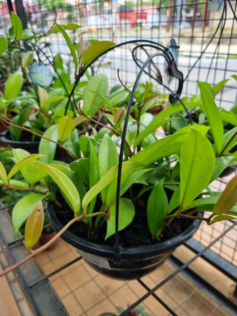 VASO HOYA C21 VARIADA