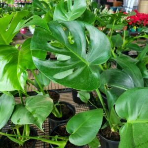VASO MONSTERA DELICIOSA P15