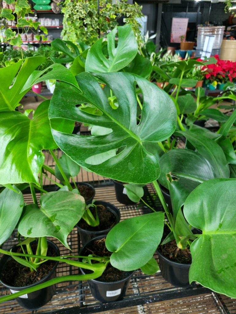 VASO MONSTERA DELICIOSA P15