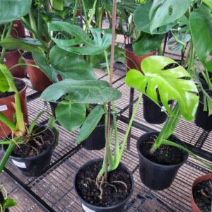 VASO MONSTERA DELICIOSA P17