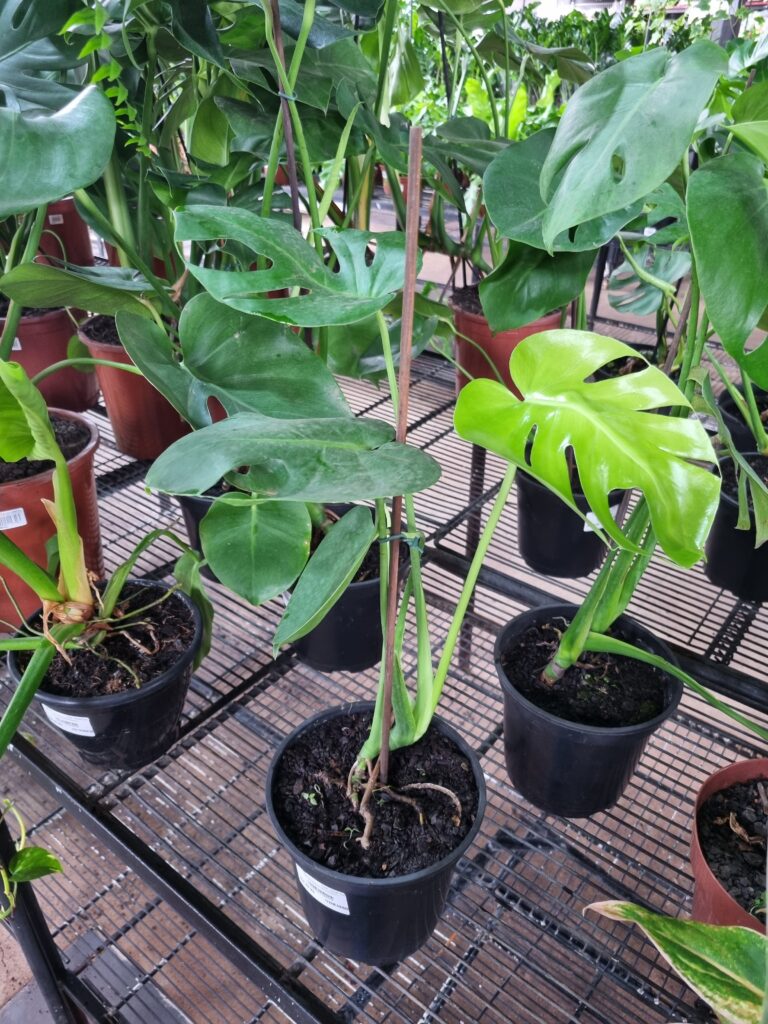 VASO MONSTERA DELICIOSA P17