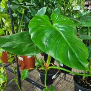 VASO PHILODENDRON P17