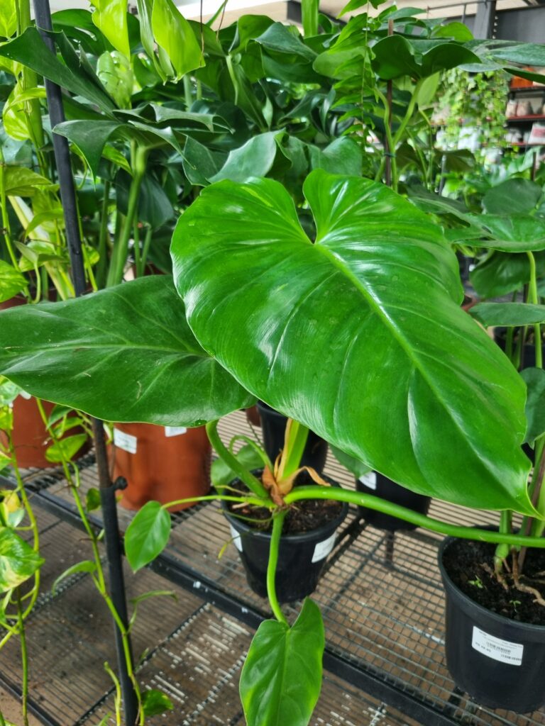VASO PHILODENDRON P17