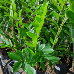 VASO ZAMIOCULCAS P17