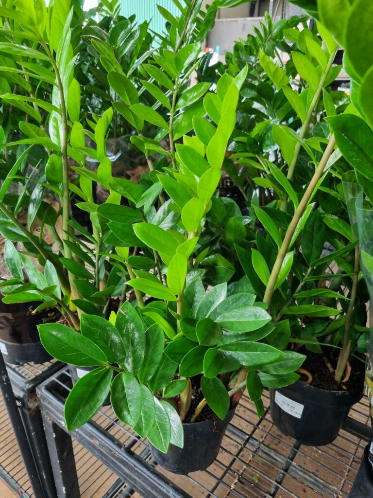 VASO ZAMIOCULCAS P17