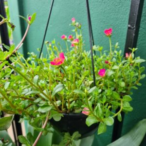 VASO PORTULACA C21