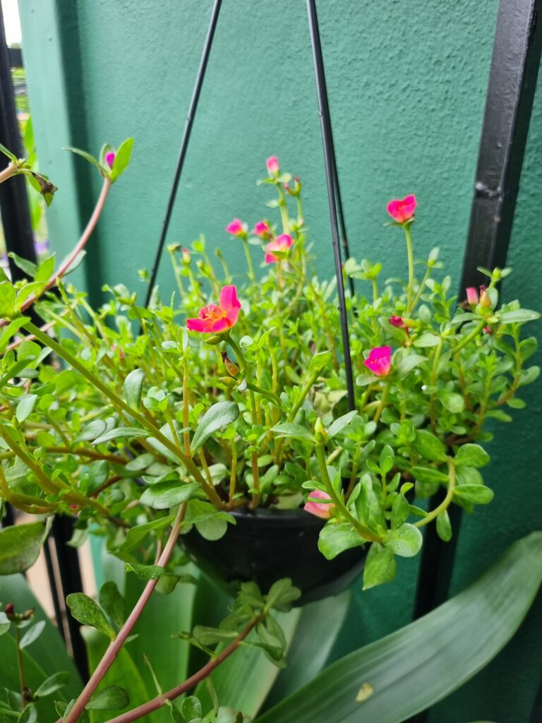 VASO PORTULACA C21