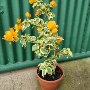 VASO BOUGAINVILLE P20
