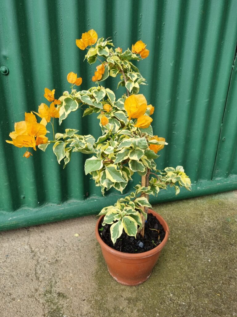 VASO BOUGAINVILLE P20