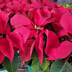 VASO POINSETIA P11