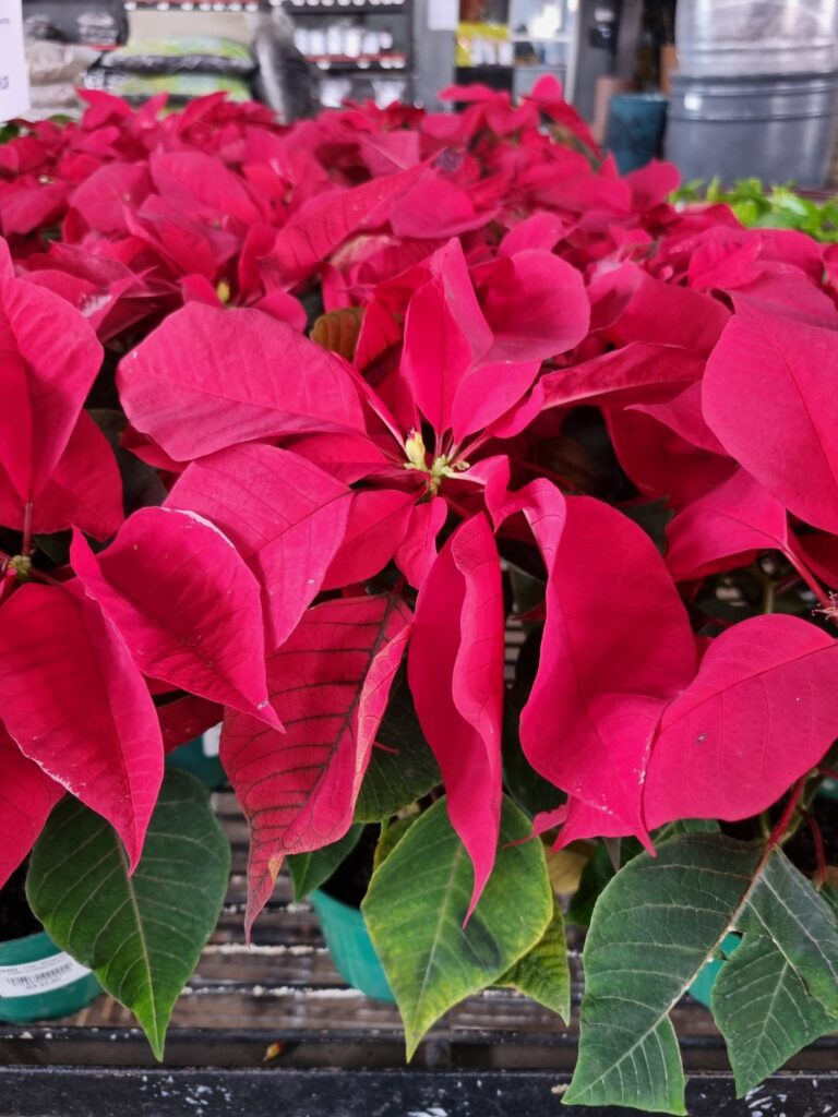 VASO POINSETIA P11