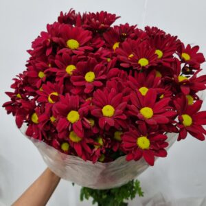 CRISANTEMO DRAGON (VERMELHO)