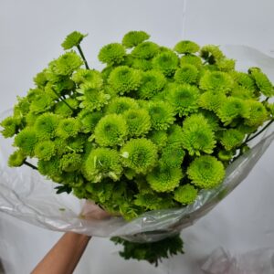 CRISANTEMO YOKO ONO (POMPOM VERDE)