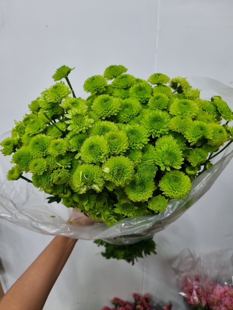 CRISANTEMO YOKO ONO (POMPOM VERDE)