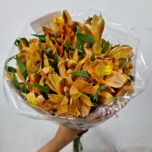ALSTROEMERIA CHEERIO
