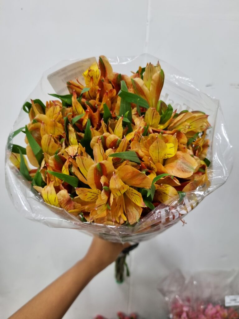 ALSTROEMERIA CHEERIO
