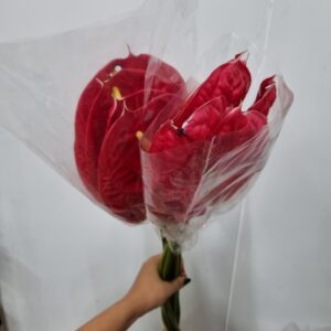 ANTHURIUM VERMELHO 09/11