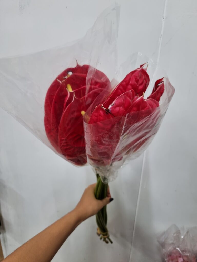 ANTHURIUM VERMELHO 09/11
